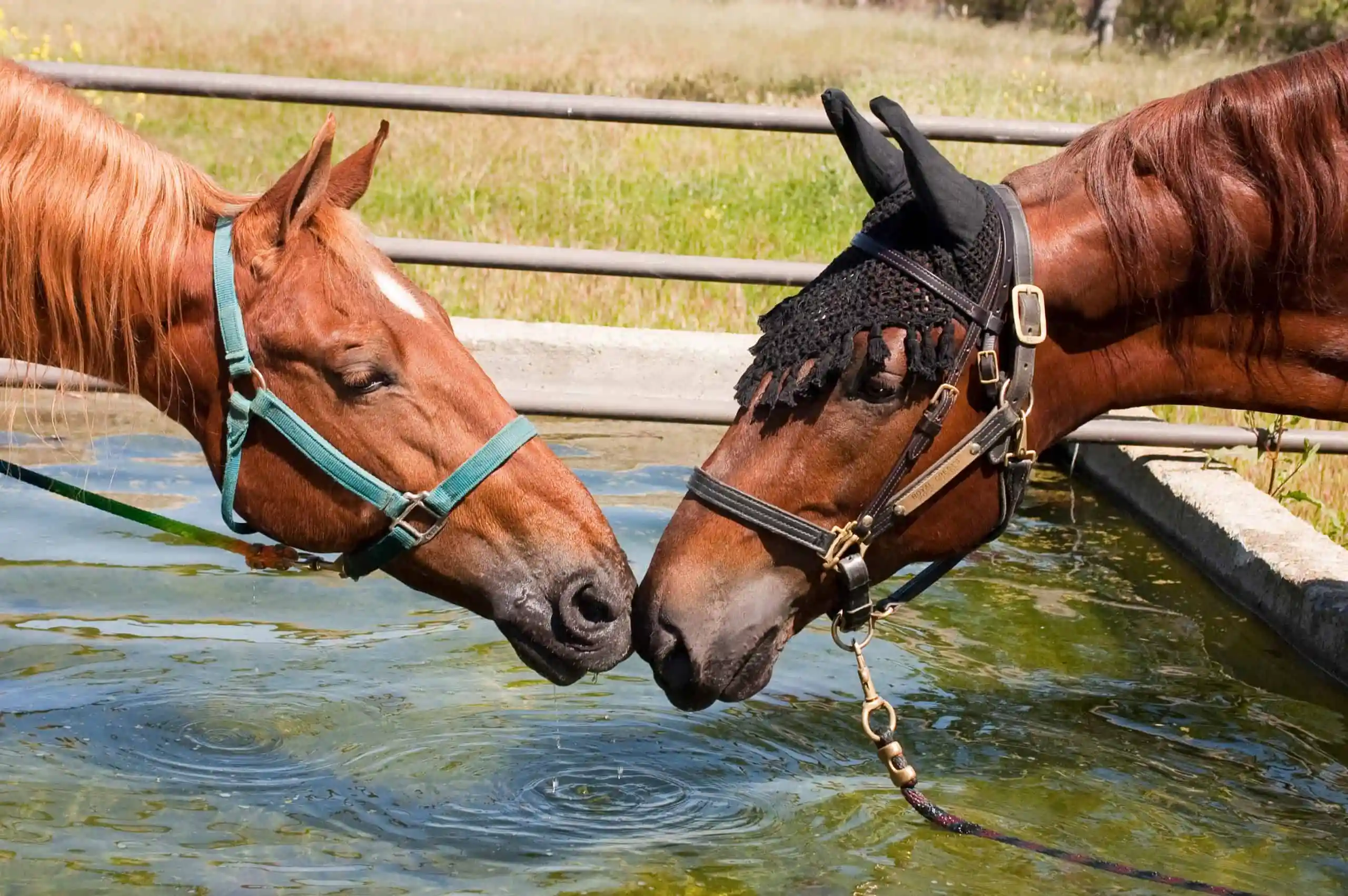 乗馬用品店レクシア | 人馬ともに夏を涼しく乗り切る。納涼対策とオススメ乗馬グッズを紹介