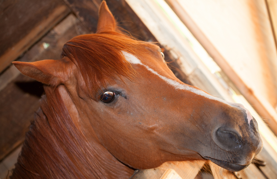 乗馬用品店レクシア | 【知らなかった８の事実】意外な馬の性格とは？