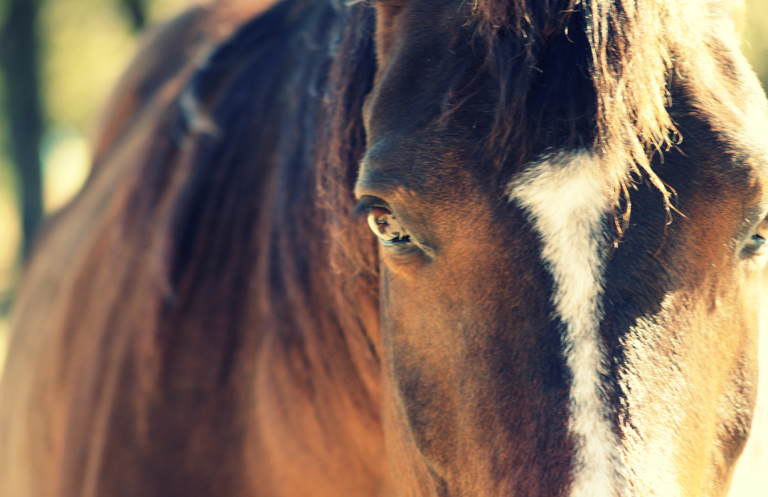 乗馬用品店レクシア | 【知らなかった８の事実】意外な馬の性格とは？