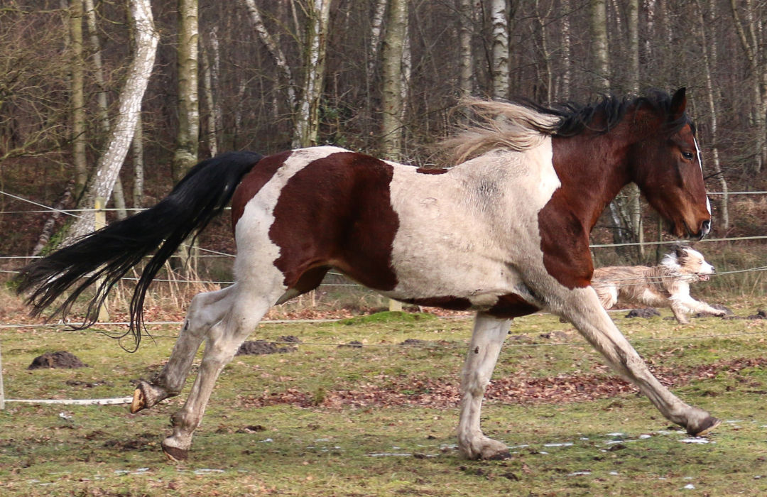 馬メディアレクシア | 【知らなかった８の事実】意外な馬の性格とは？