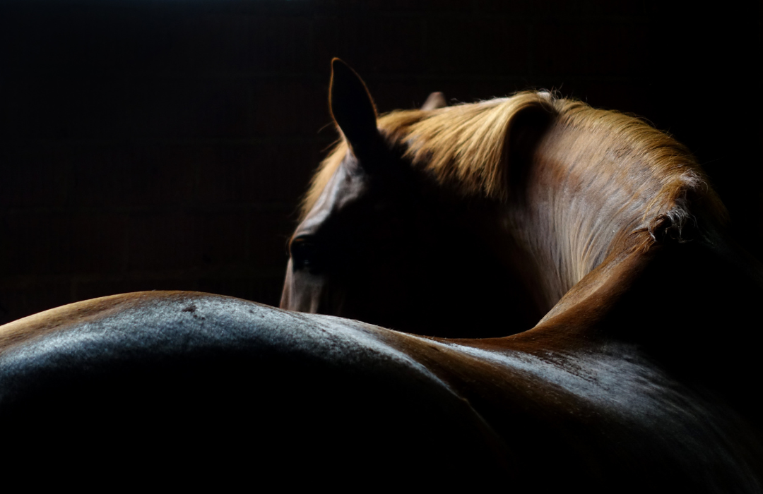 馬メディアレクシア | 馬の仕草から読み取る感情表現のサイン｜大学研究結果あり