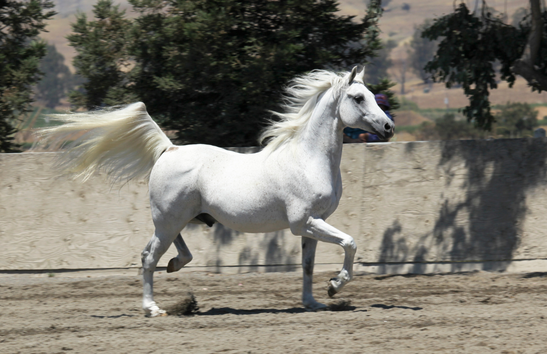 馬メディアレクシア | 乗馬と馬術の費用や魅力の違いなどを徹底比較！【2022最新】