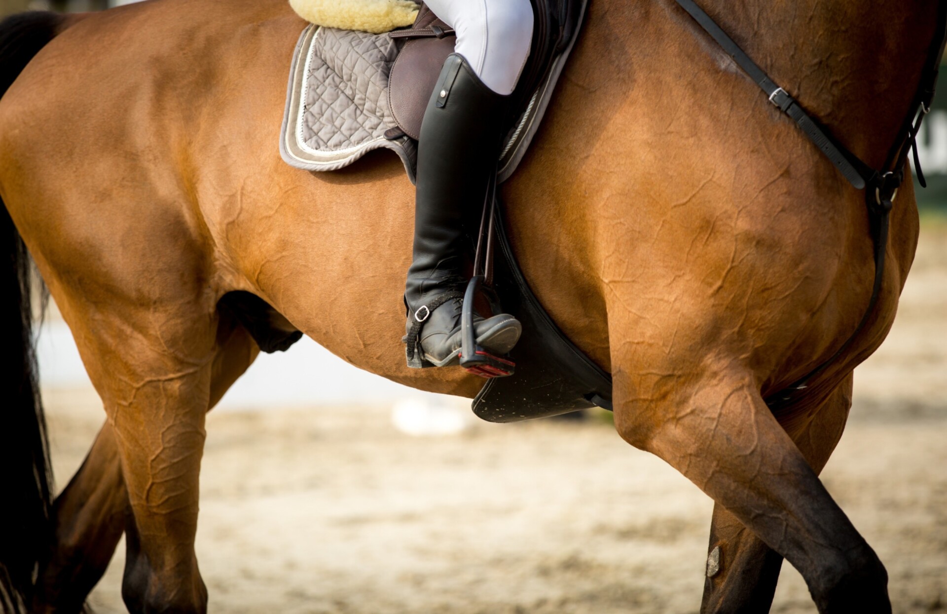馬メディアレクシア | レディース乗馬用品の費用相場と選び方｜アイテムごとに解説