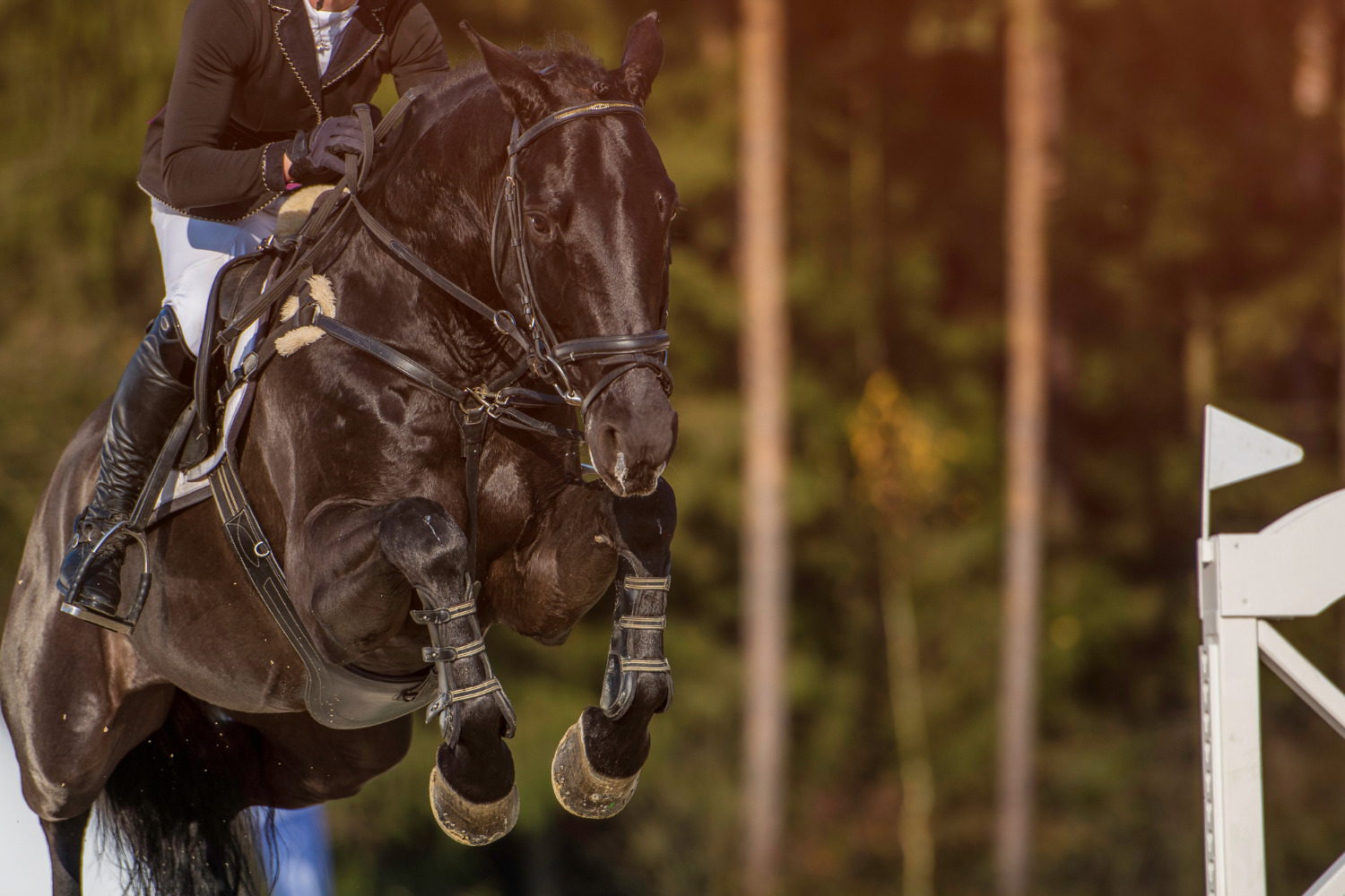 乗馬用品店レクシア | 高所得者層の習い事に乗馬をおすすめする9つの理由