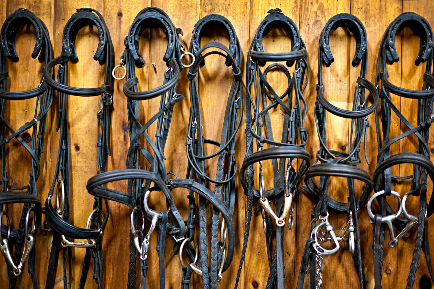 乗馬用品店レクシア | 高所得者層の習い事に乗馬をおすすめする9つの理由