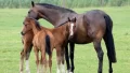 馬メディアレクシア | 馬の特徴と生態について【最新の研究結果あり】