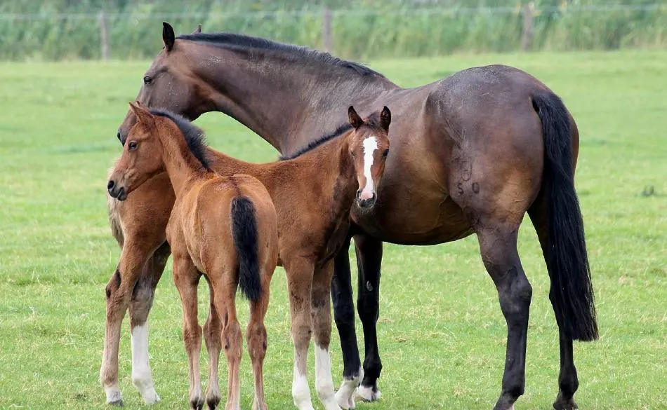 馬メディアレクシア | 馬の特徴と生態について【最新の研究結果あり】